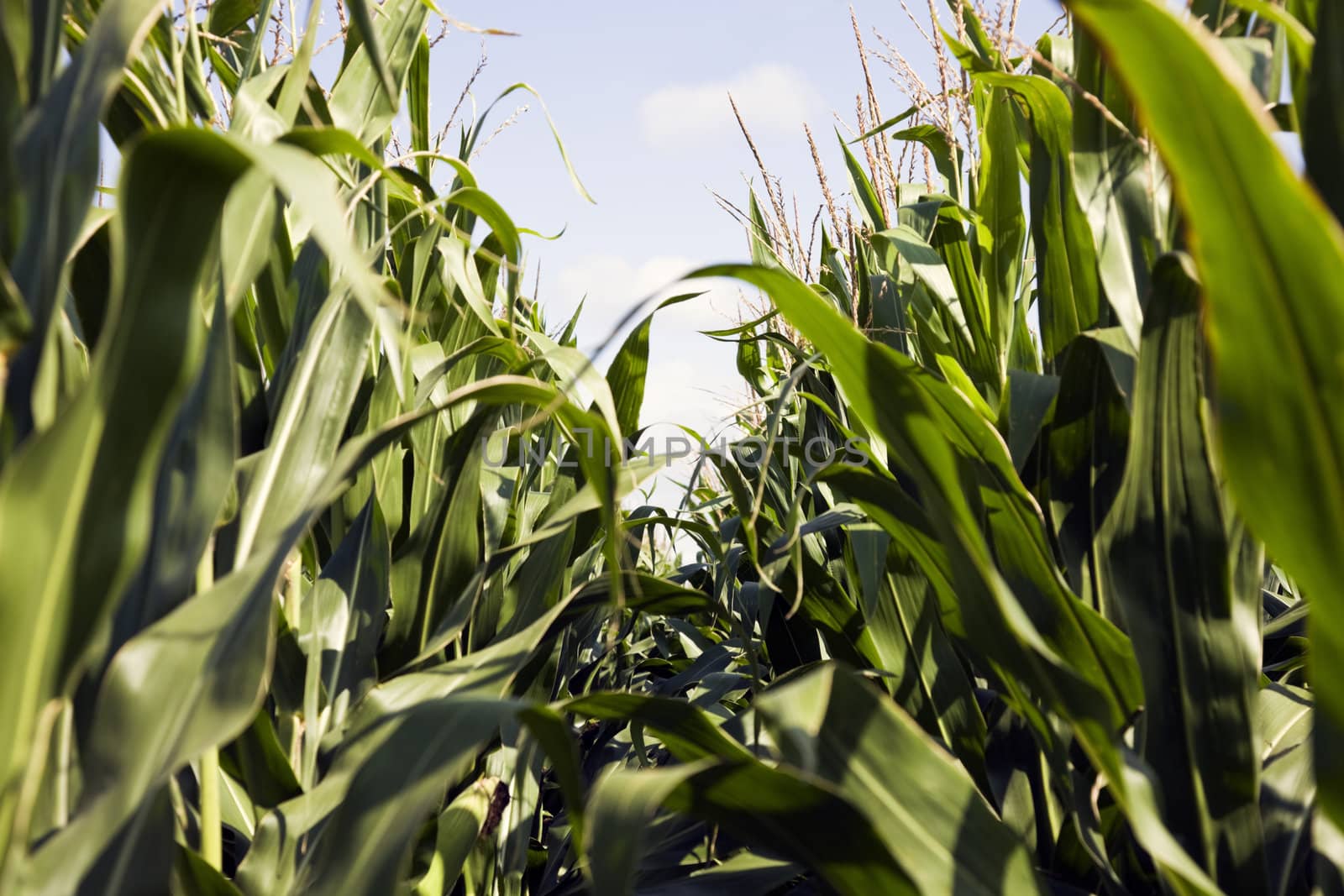 Corn seen from the ground by benkrut