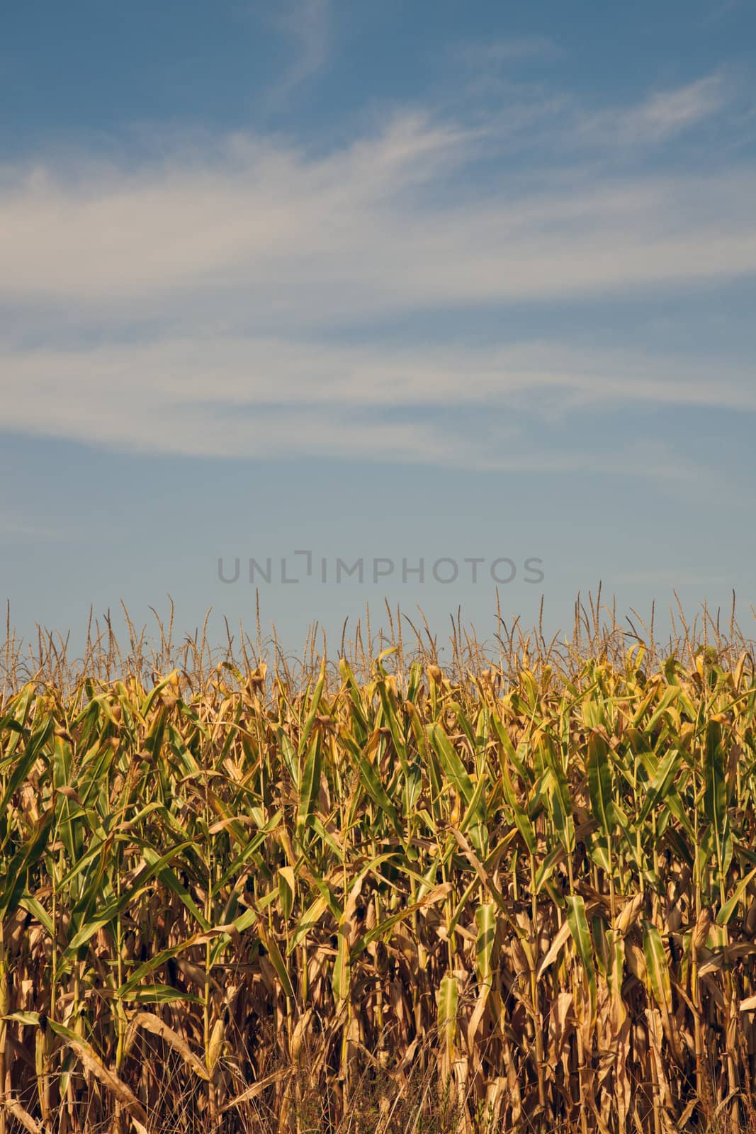 Corn field, summer time. Midwest, USA.