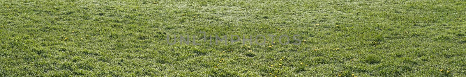 Grass Panorama with morning dew.