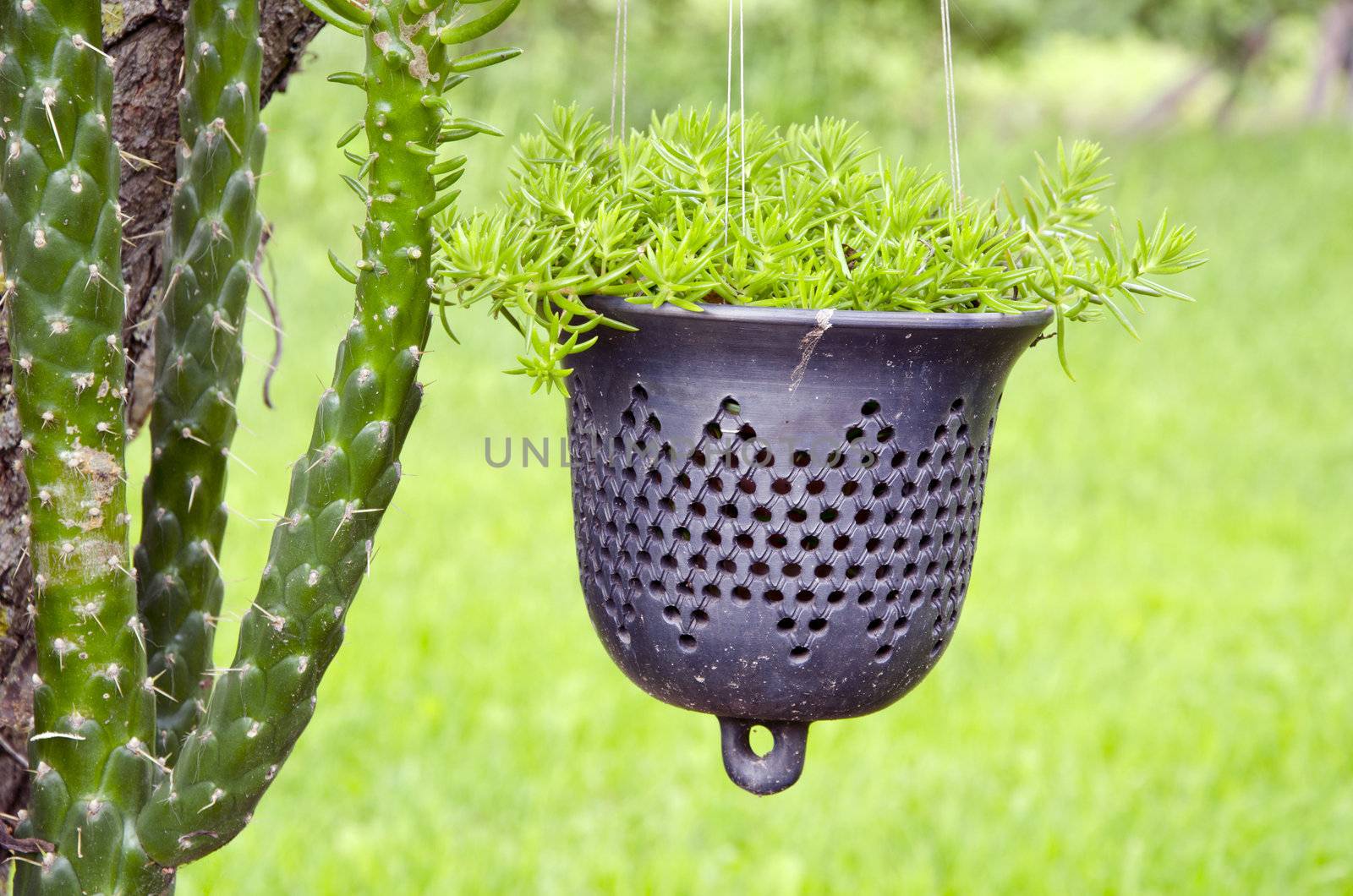 Cactus stalks and hanging pot growing flowers.