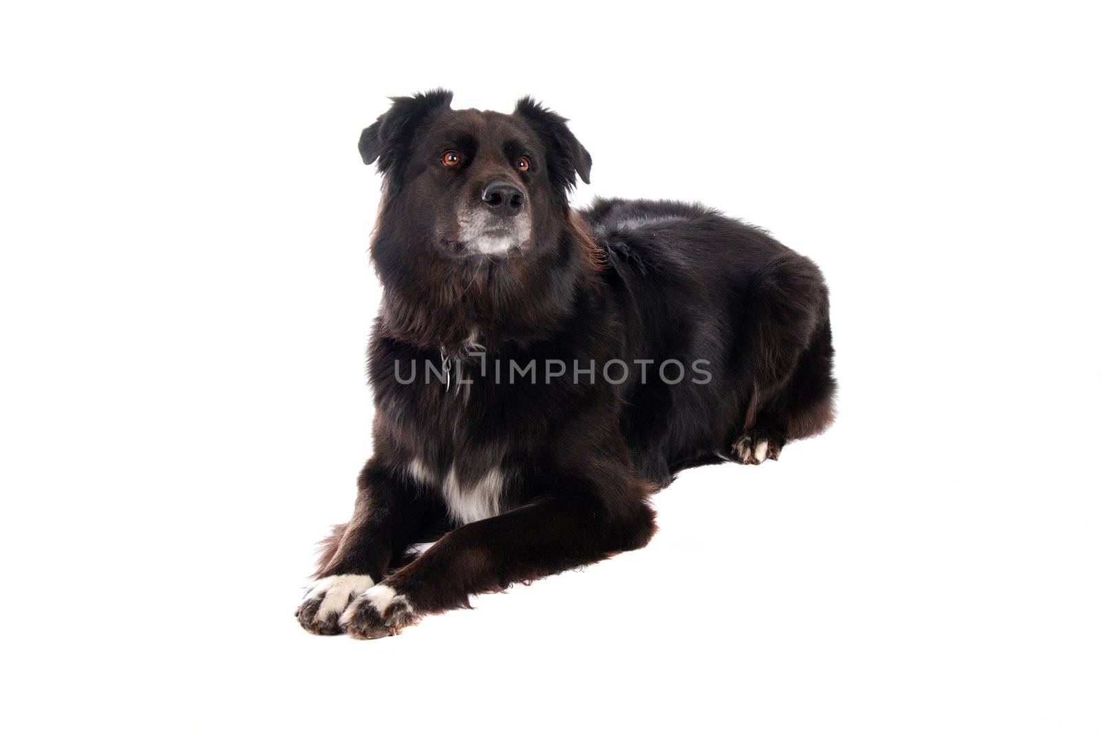 A black German Shephard / Boarder Collie mix laying down on white.