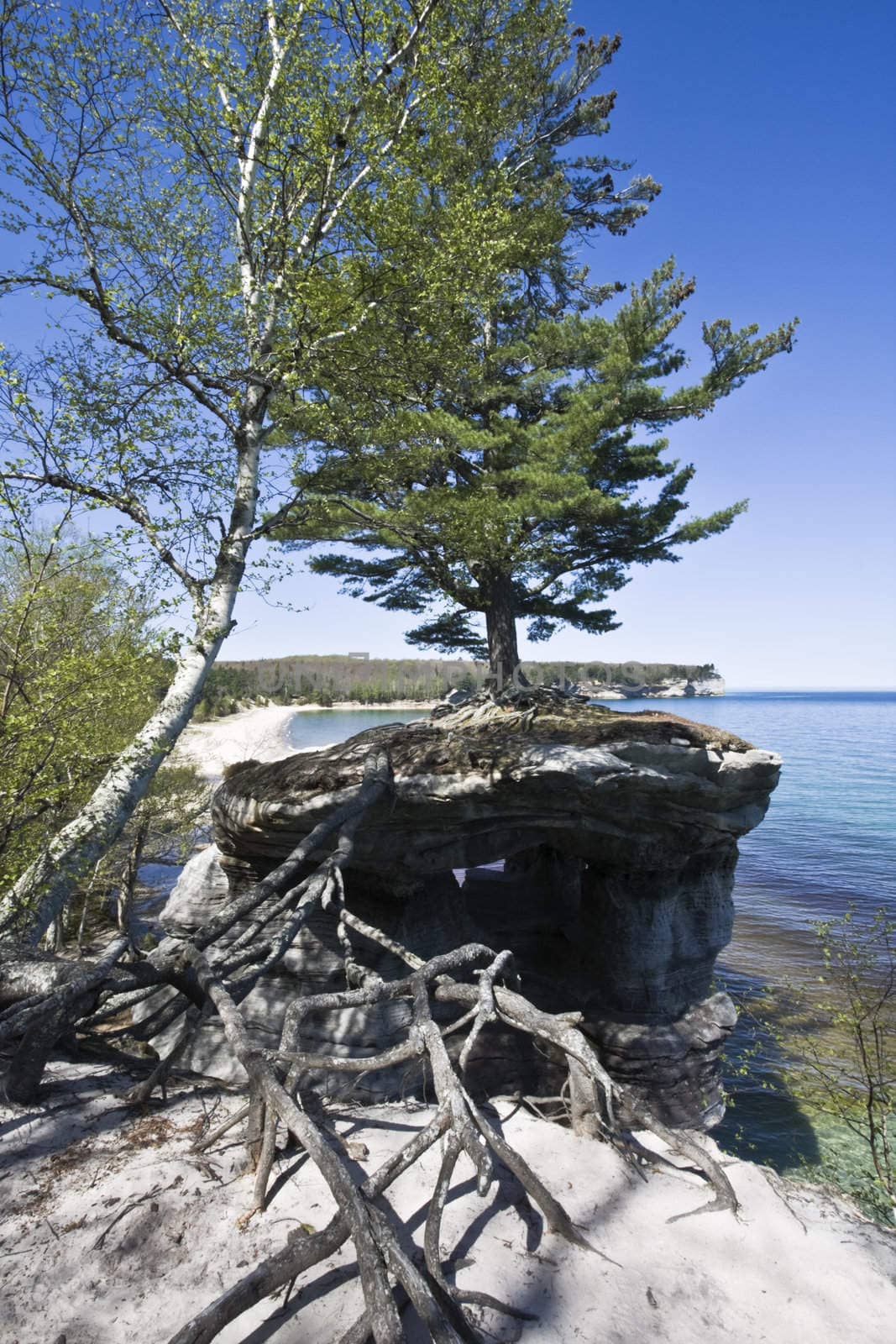 Tree in Pictured Rocks National Lakeshore