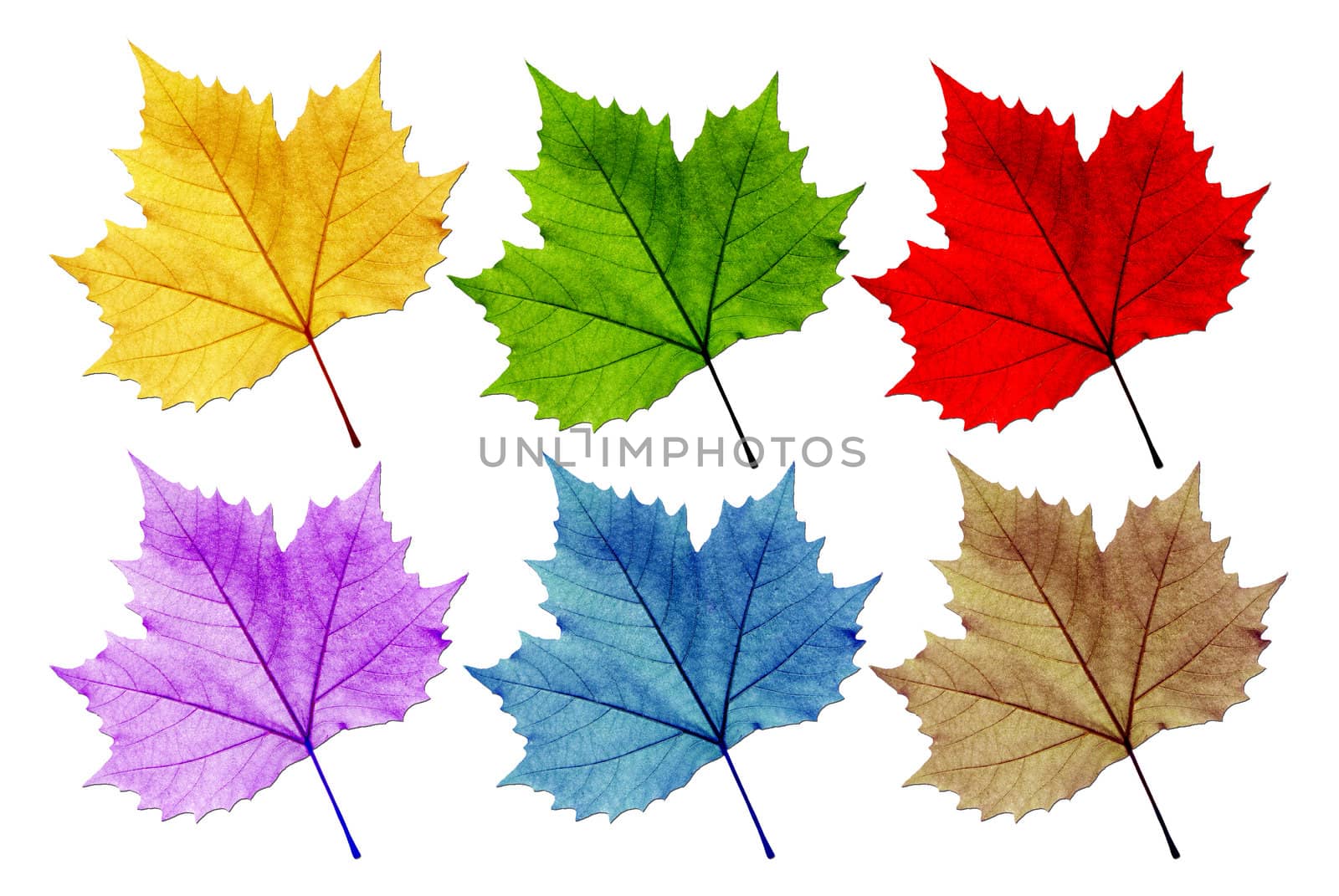 Leaves vary in color. White background. Distinguished, with the leaves