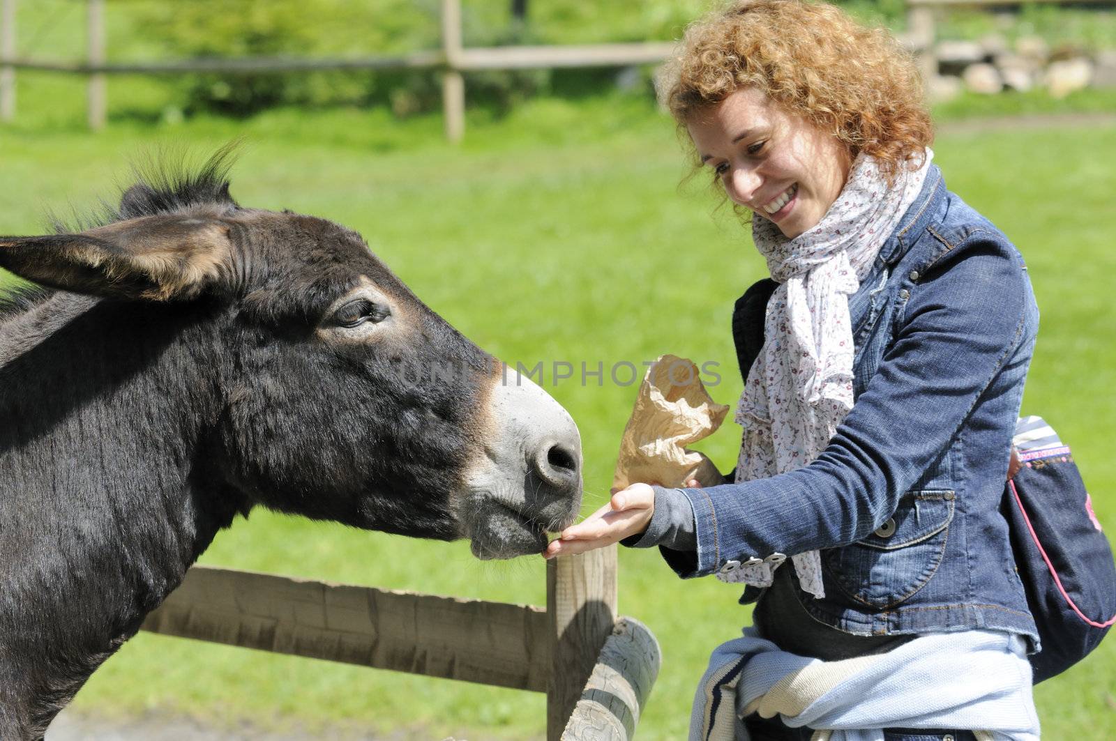 Woman feeding donkey by fahrner
