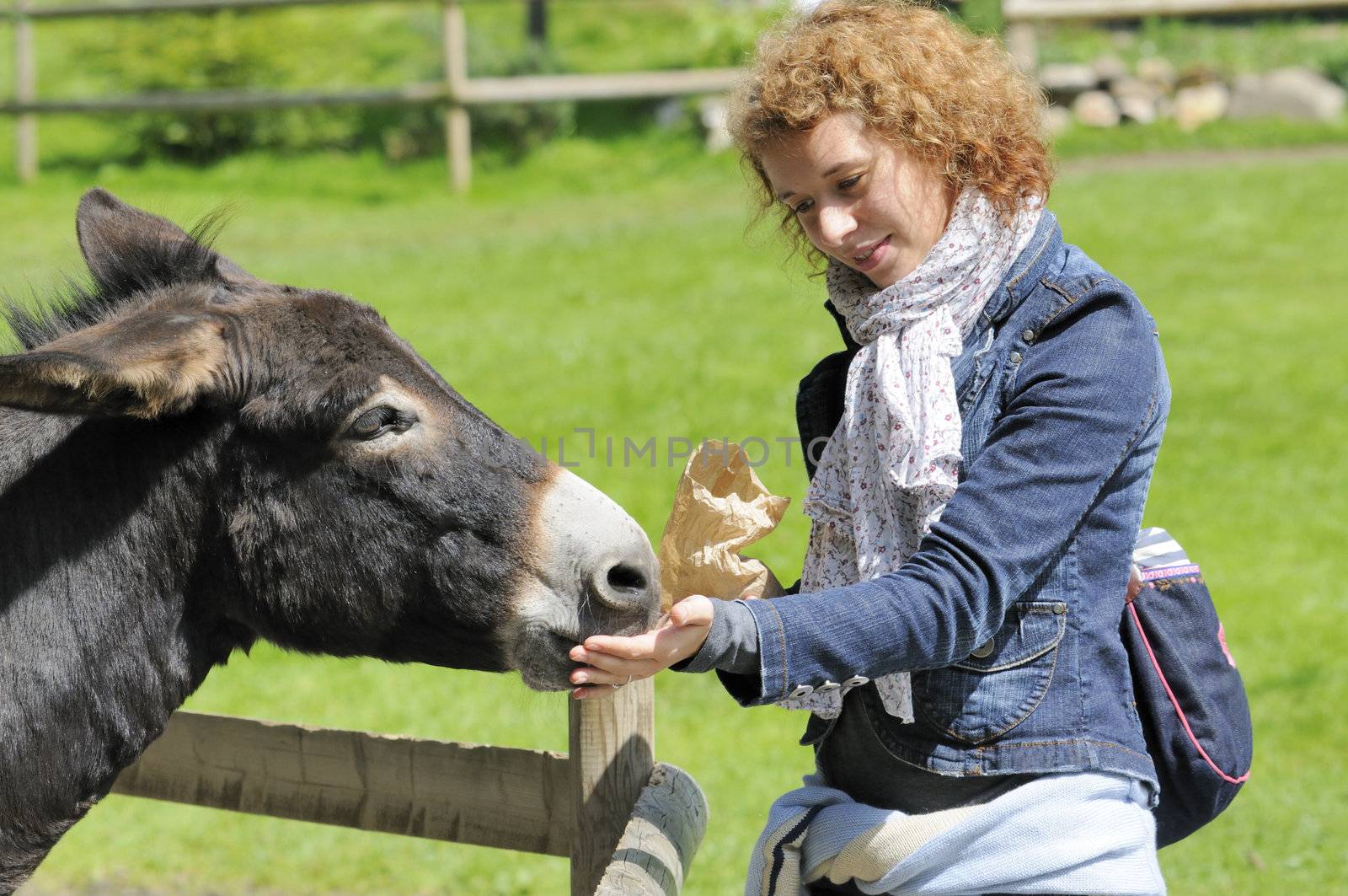 Girl feeding donkey by fahrner
