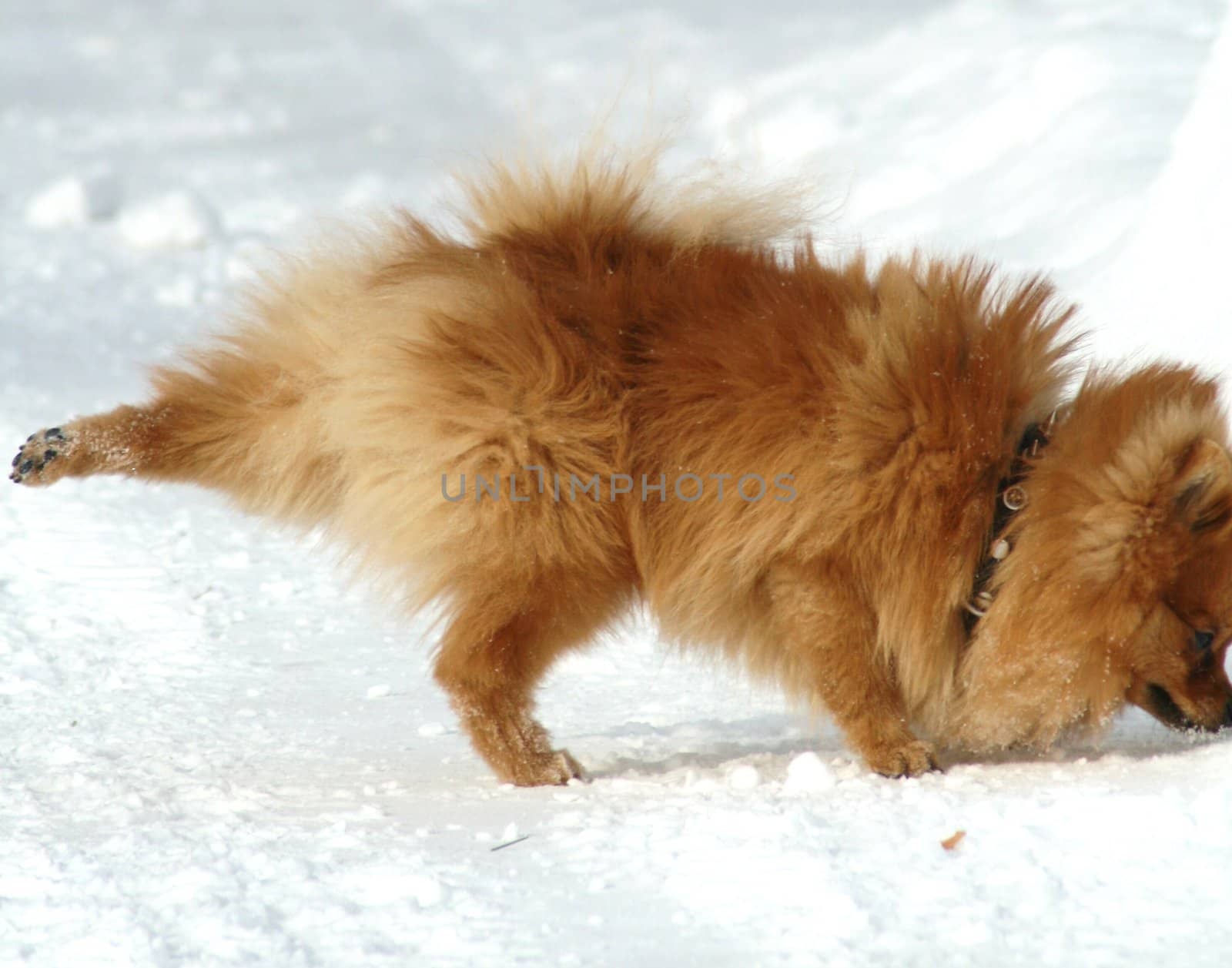 Pomeranian in winter environment.