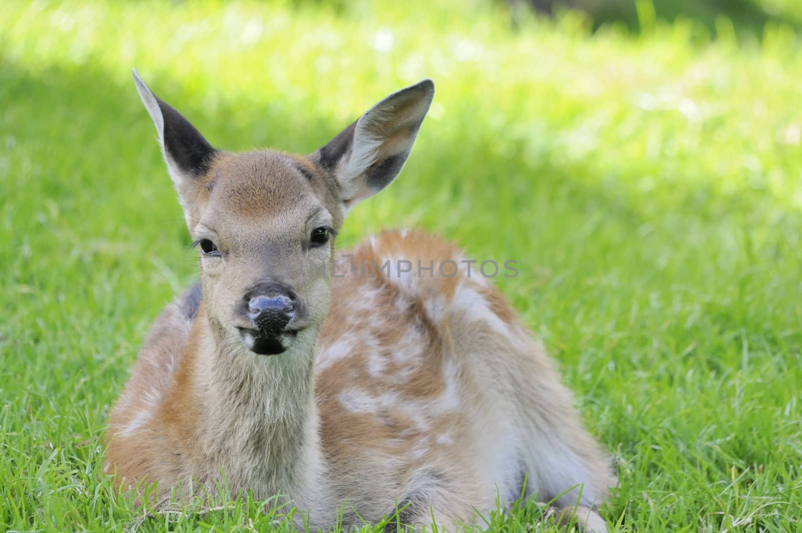 Young doe by fahrner