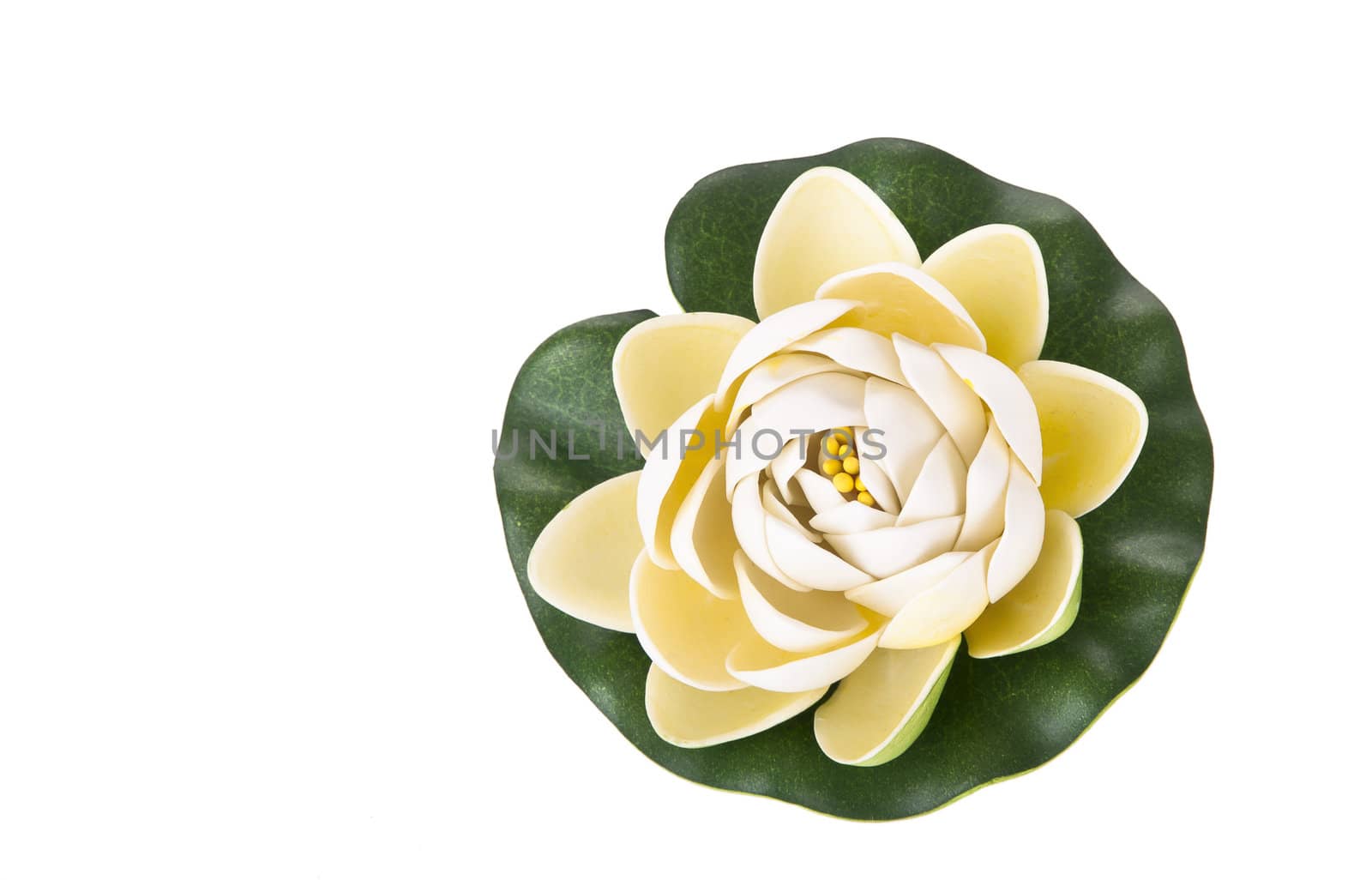 Water lily flower isolated on white background