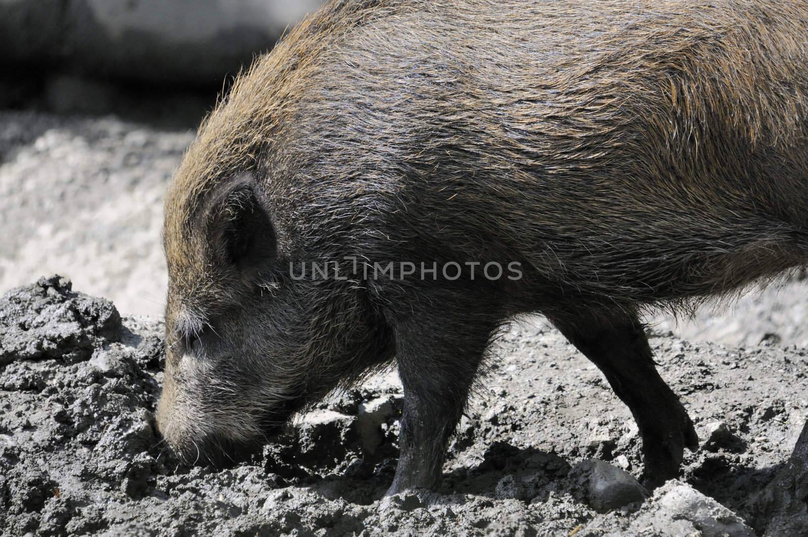 Wild boar by fahrner
