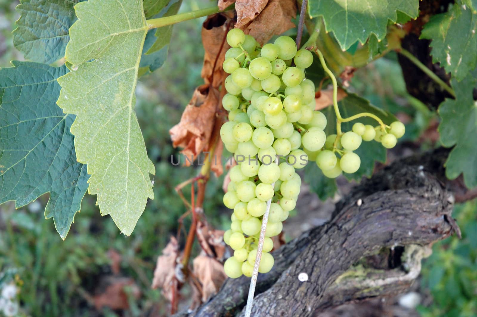 Shot of green grapes growing on tree in france