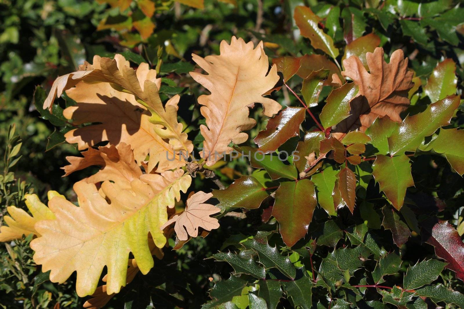 holly green and red and leaves