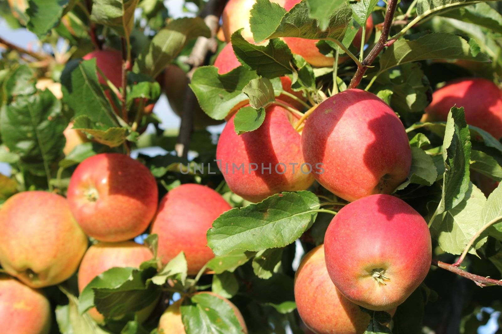 apple red and green and tree