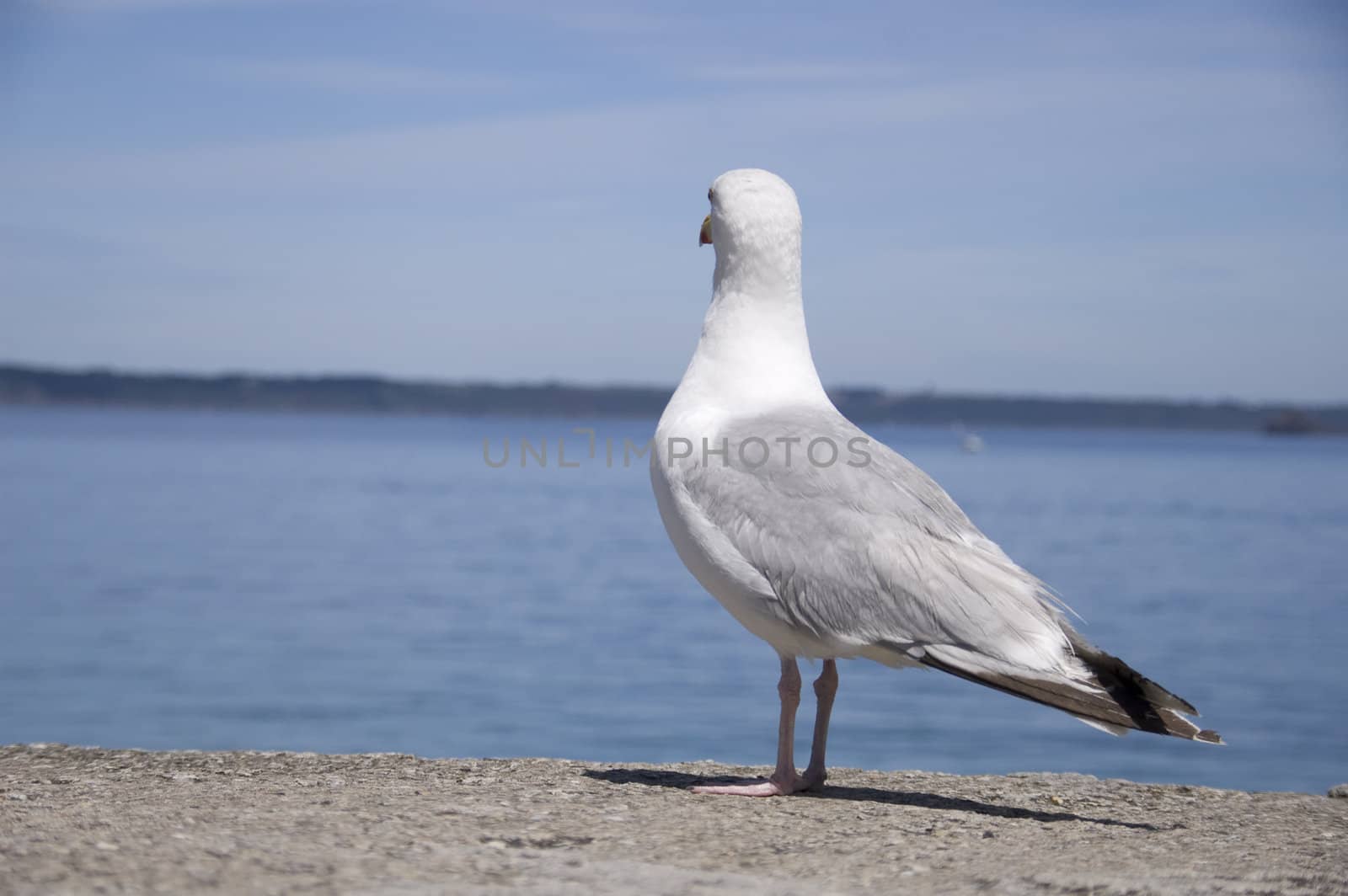 Shot of seagull watching the atlantic ocean