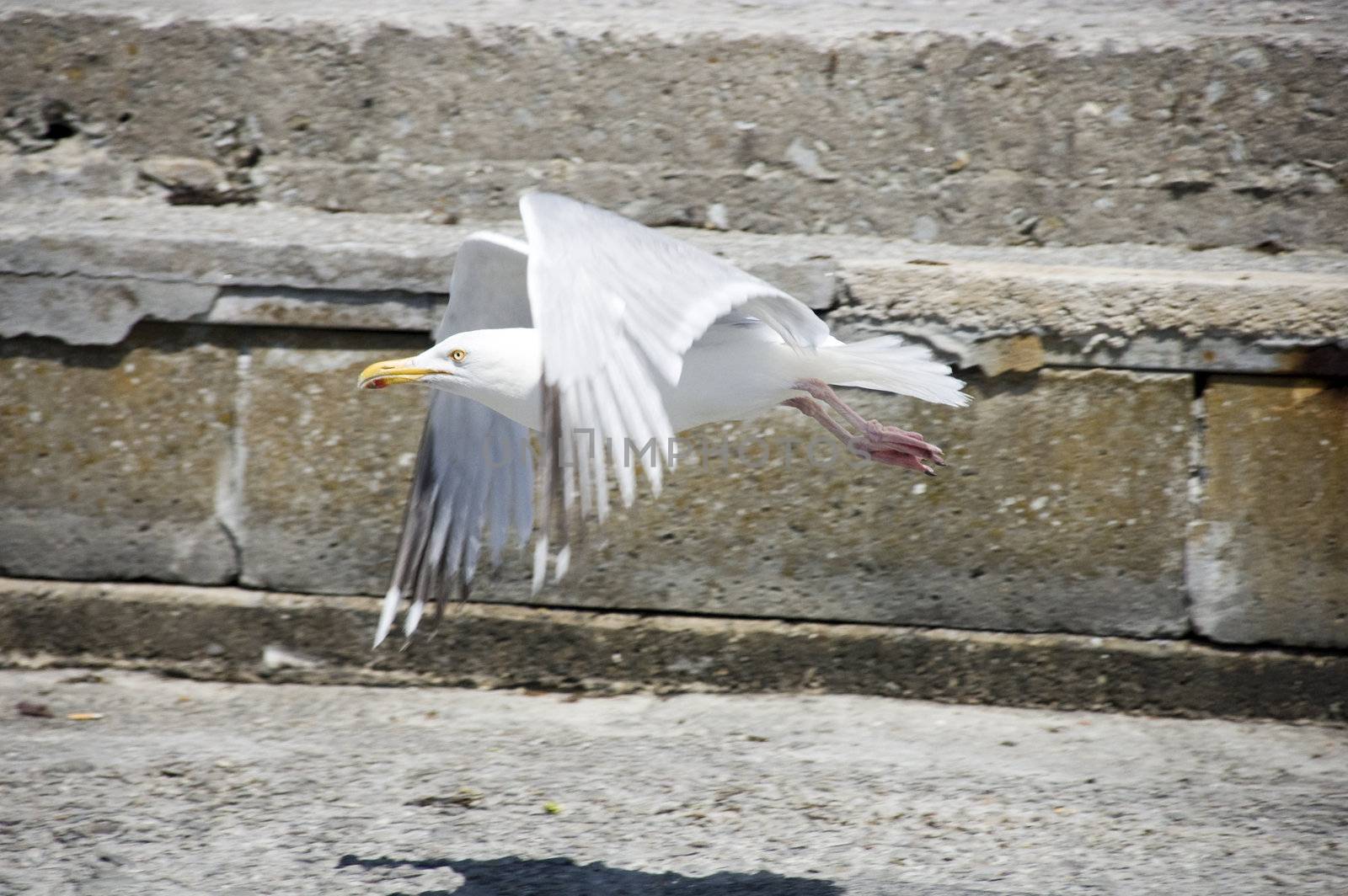 Seagull landing on wall at french atlantic coast in brittany