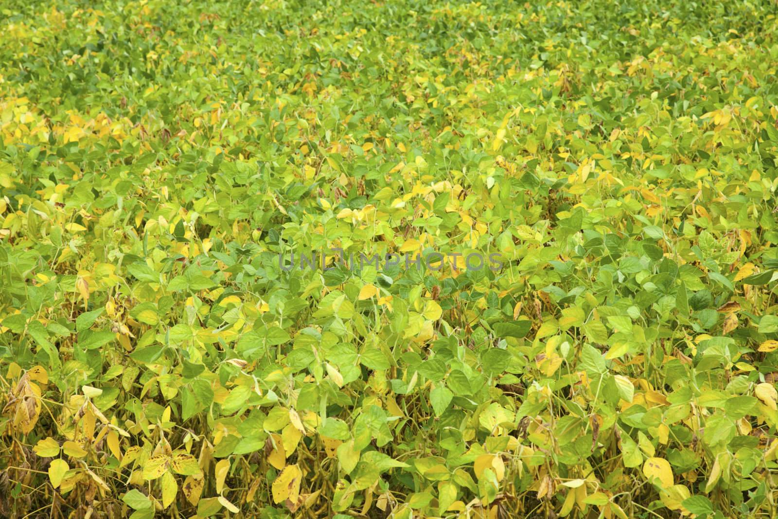 Green soybeans - end of August.