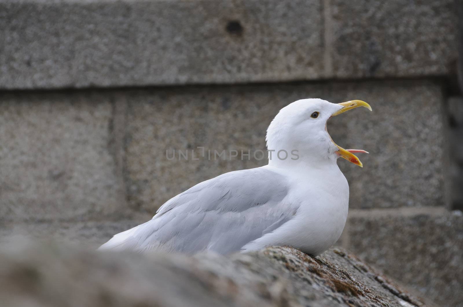 Seagull sitting on wall screaming with beak wide open.