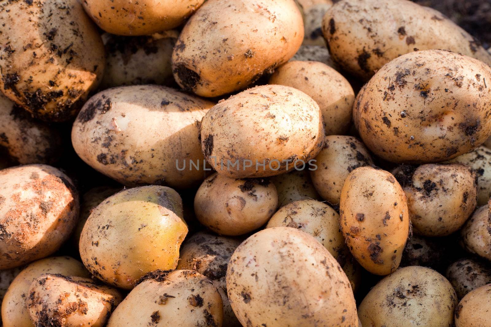 Yukon Gold potatoes by PiLens