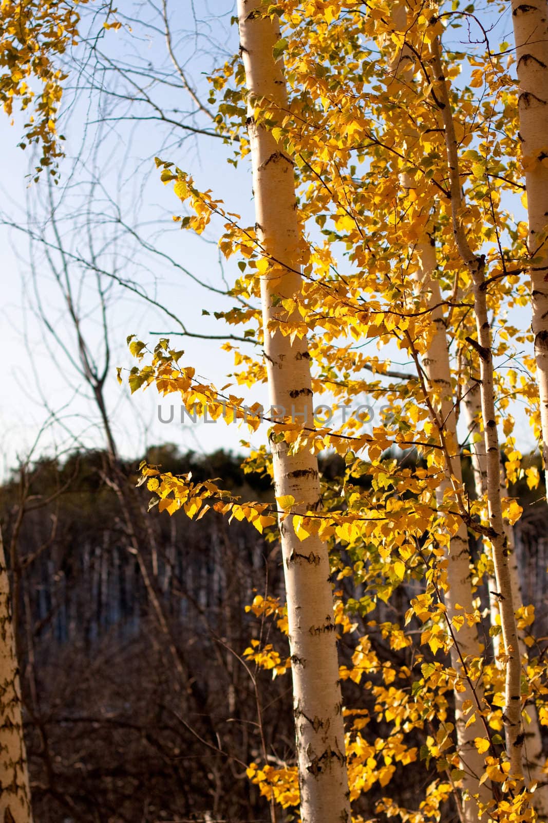 Autumn leaves on tree branches bathing in sunlight in a forest
