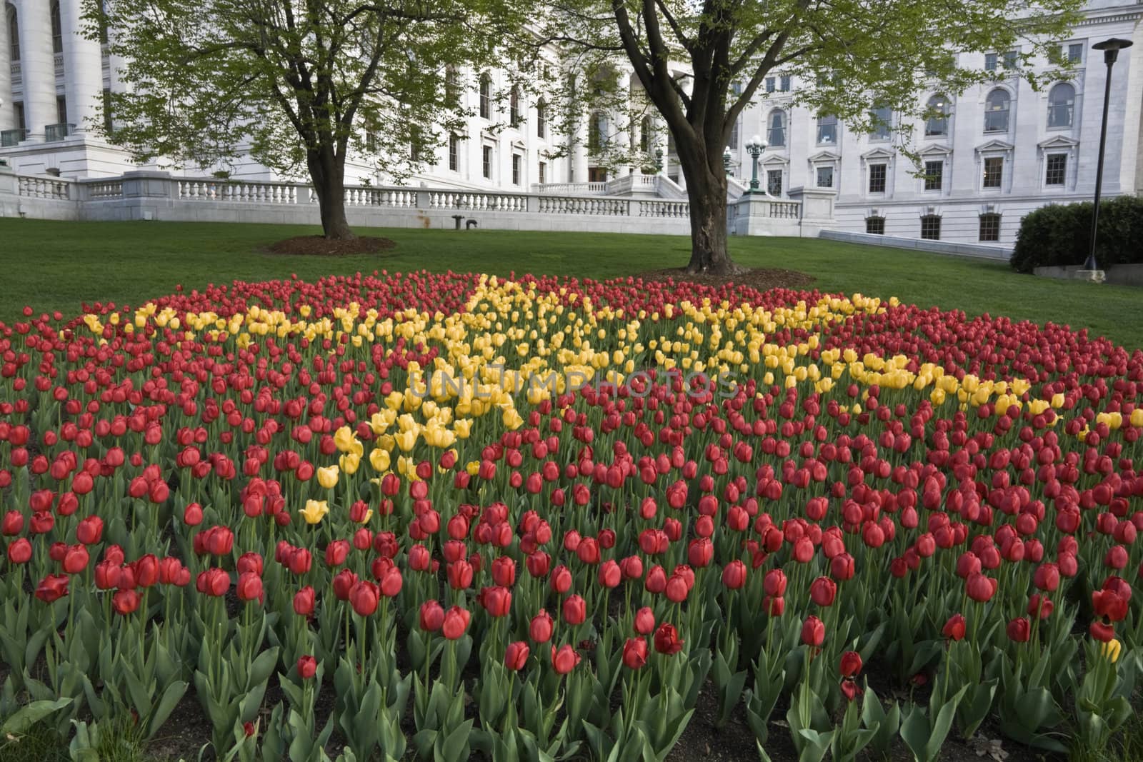 Tulips in front of State Capitol of Wisconsin