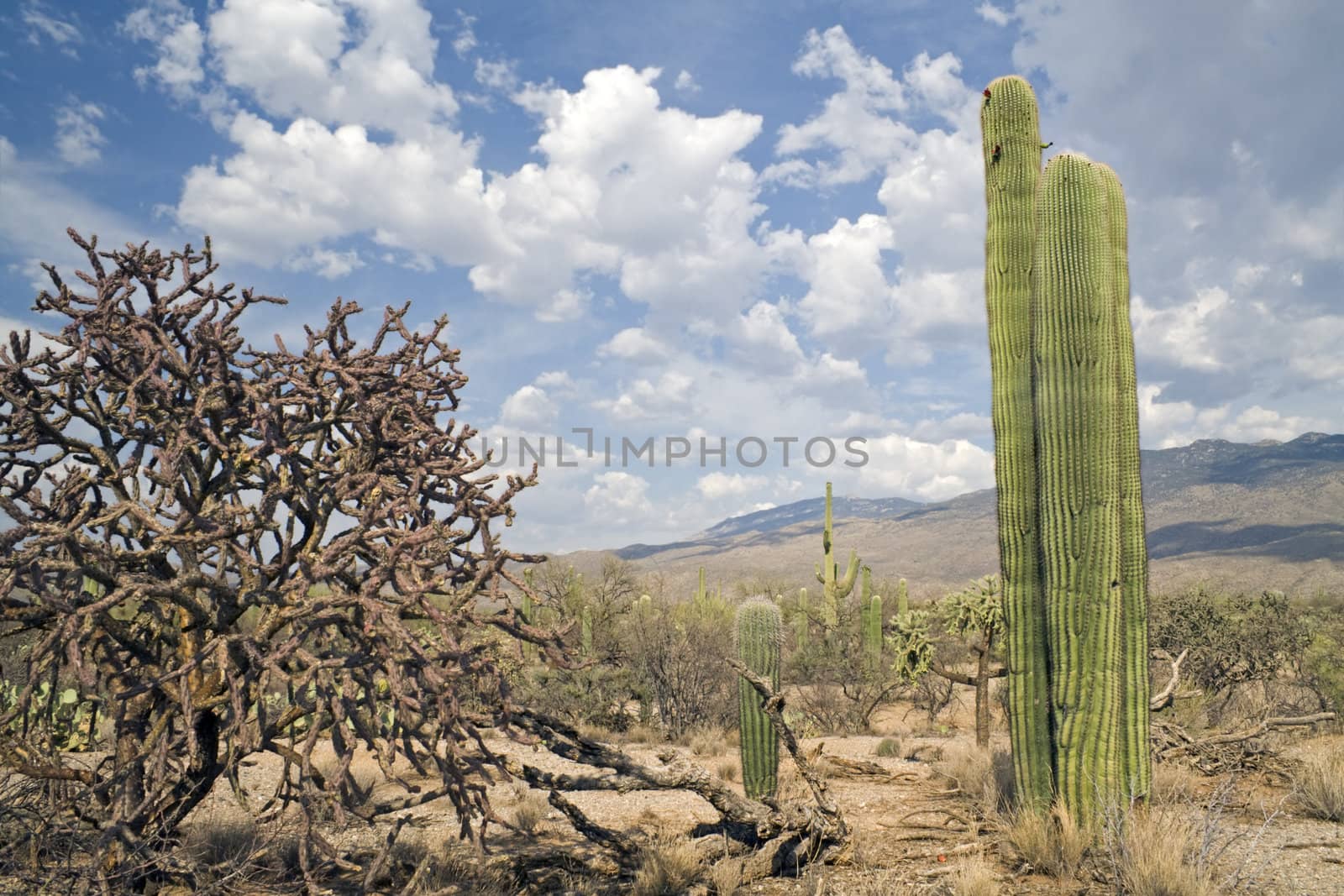 Saguaro National Park in Arizona
