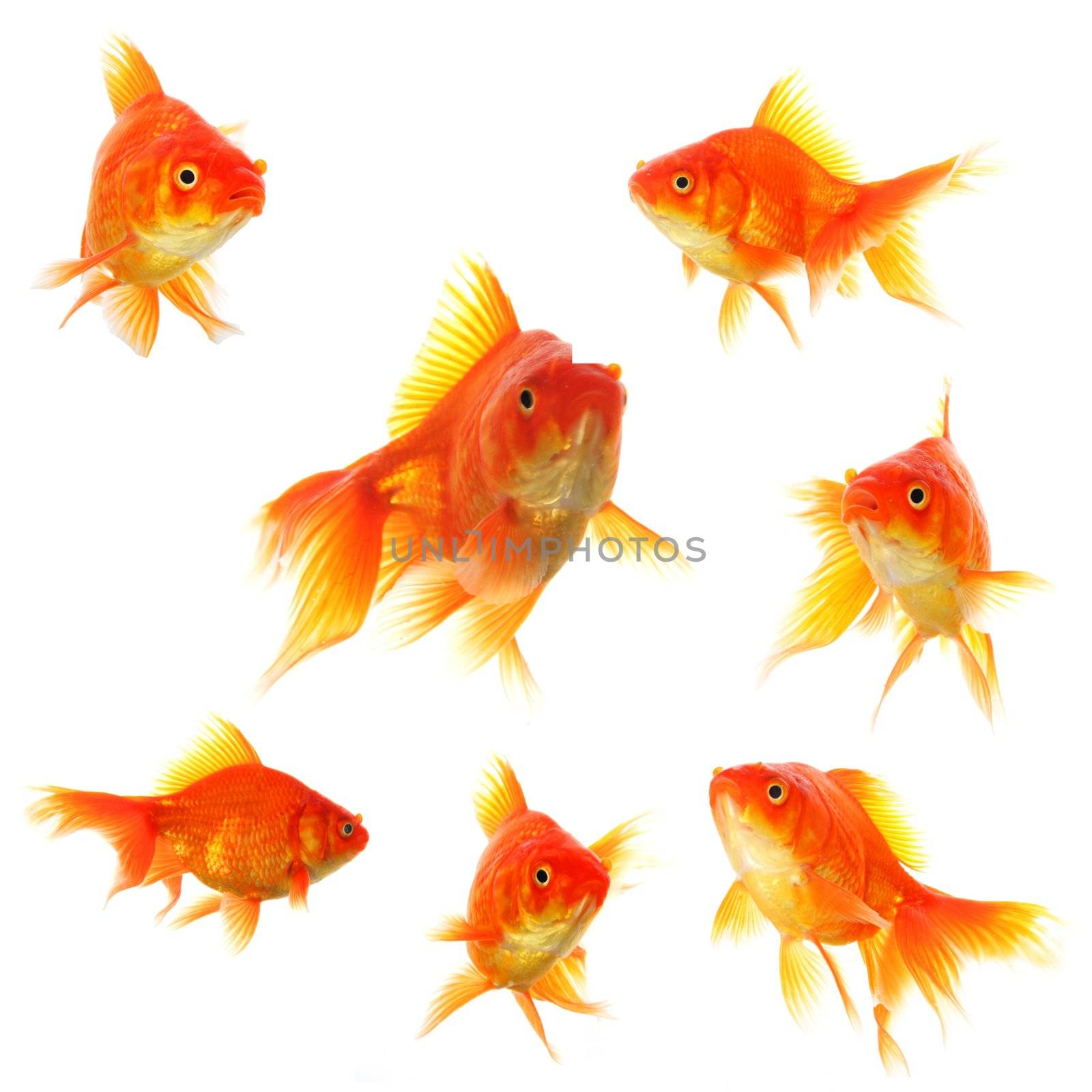 goldfish collection or group or fishes isolated on white background