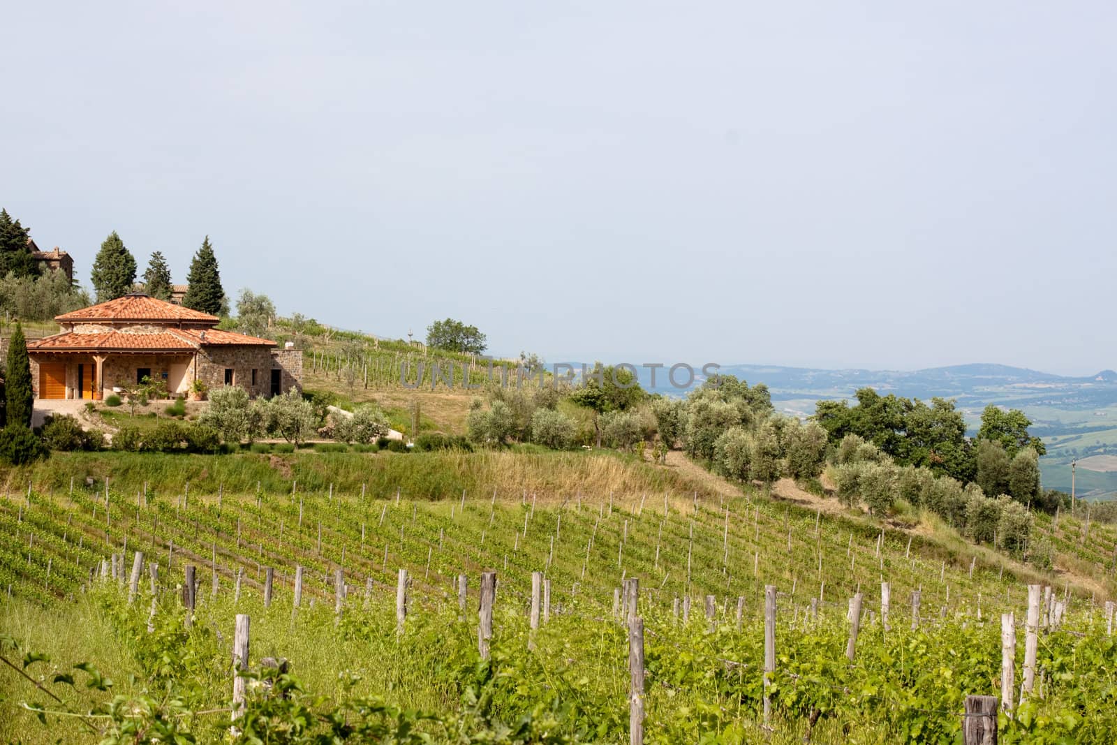 Sun-bathed vineyard in Tuskanian hills
