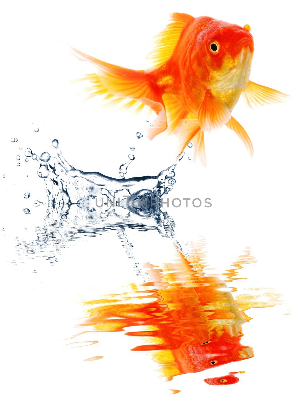 goldfish jumping showing escape success or freedom concept