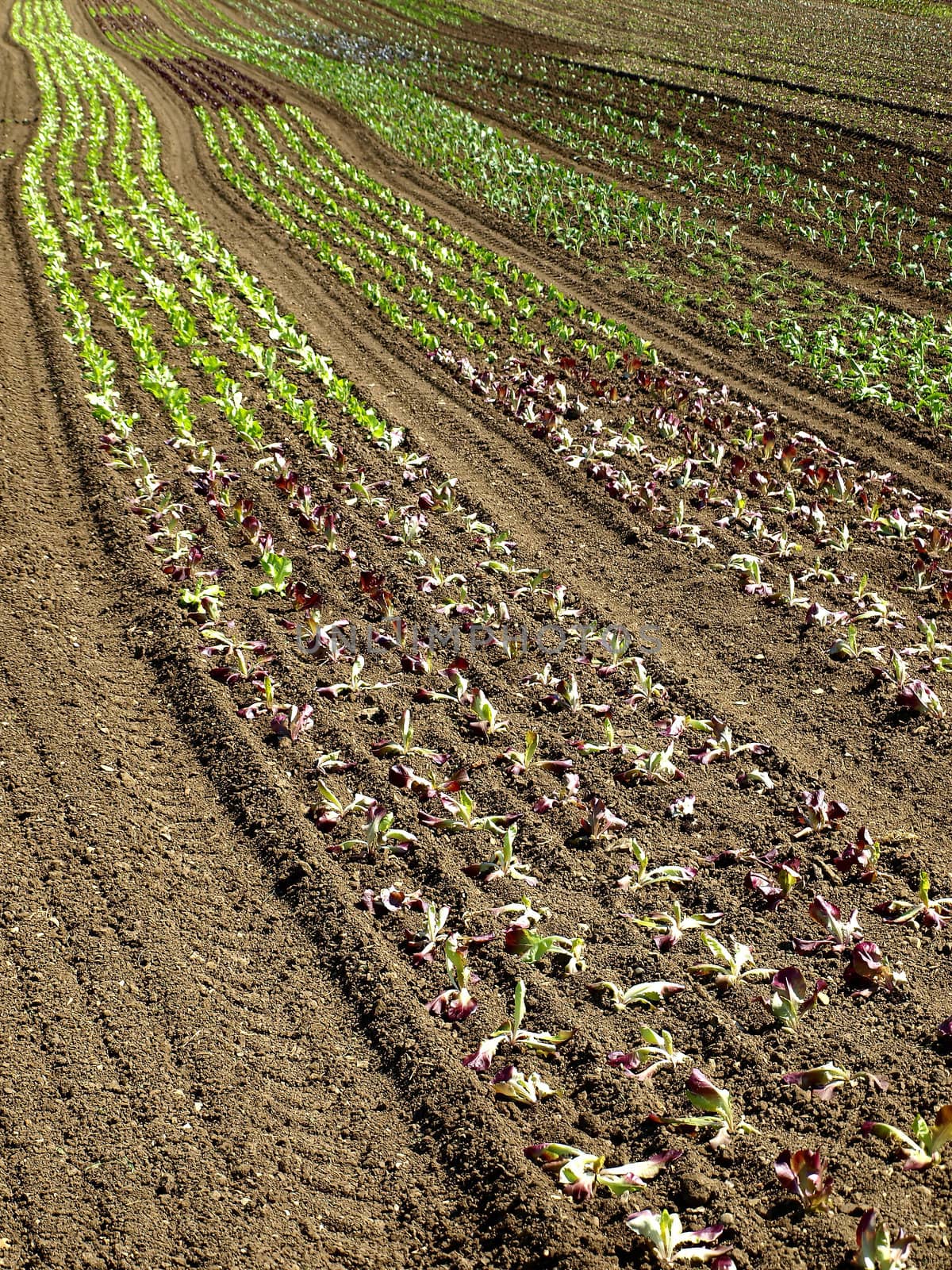 seedlings of salad