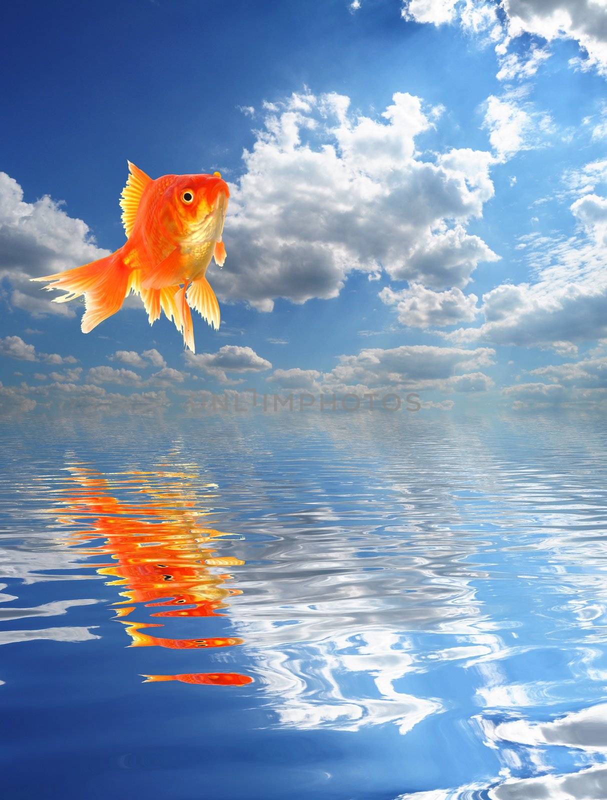 jumping goldfish and ocean with sky and water reflection