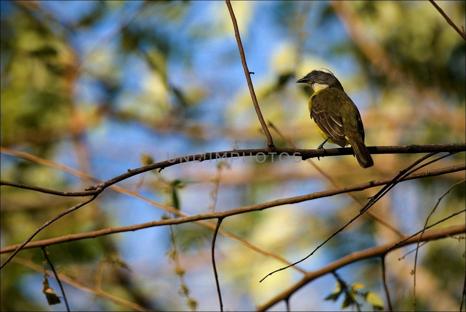Birdie on a branch. by SURZ