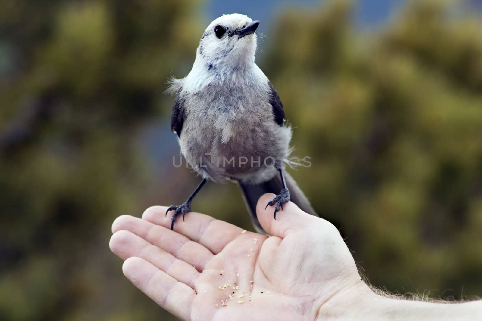 Bird on the hand - seen in Rocky Mountains - Colorado.