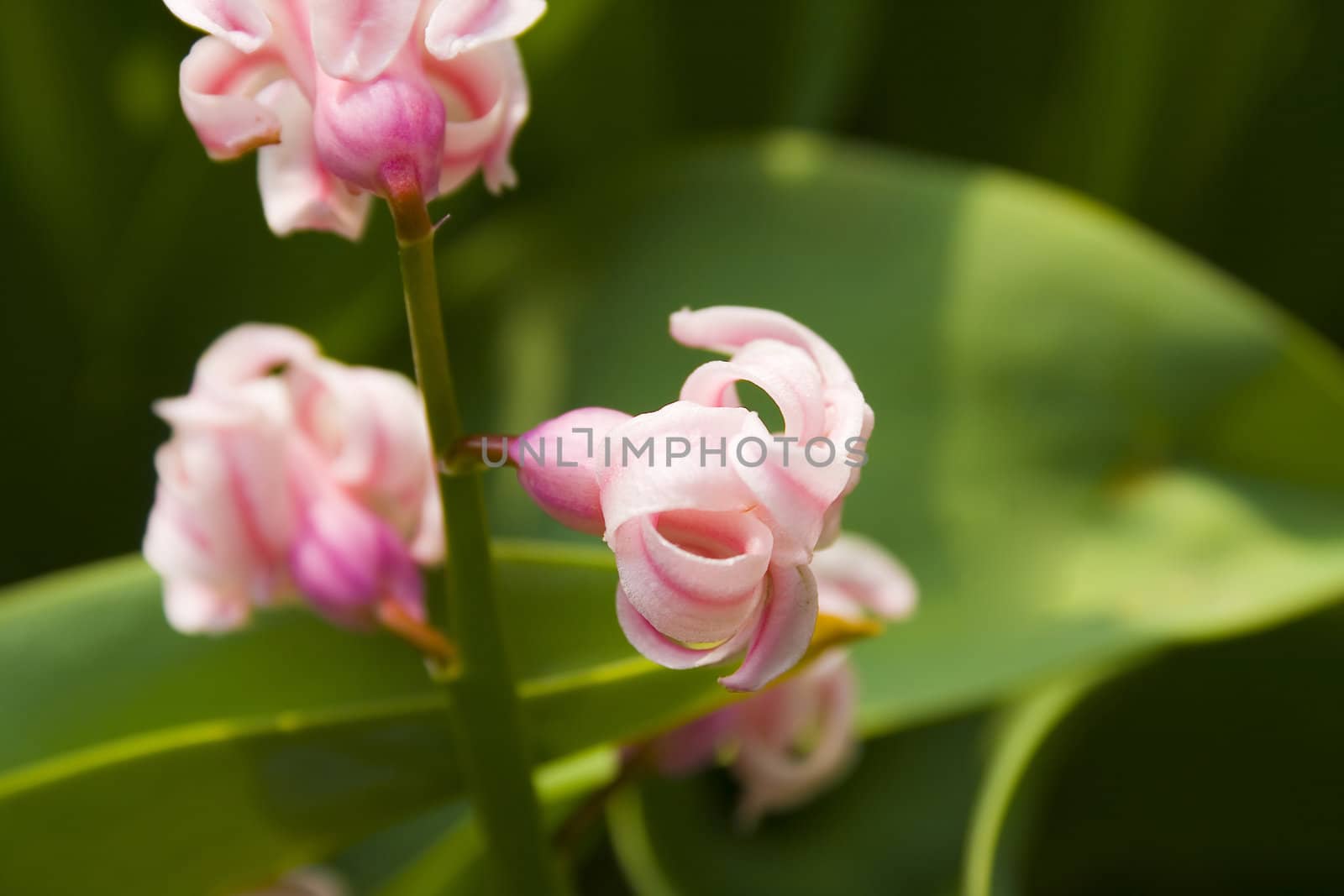 pink hyacinth