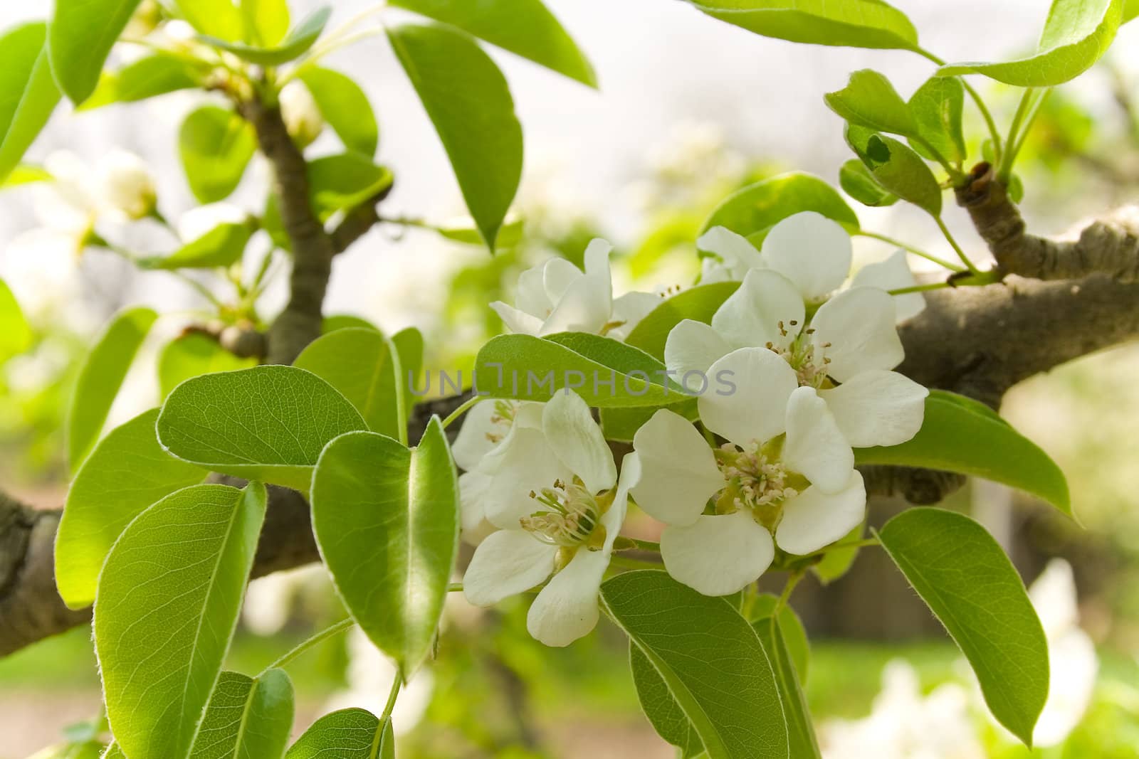 pear blossom