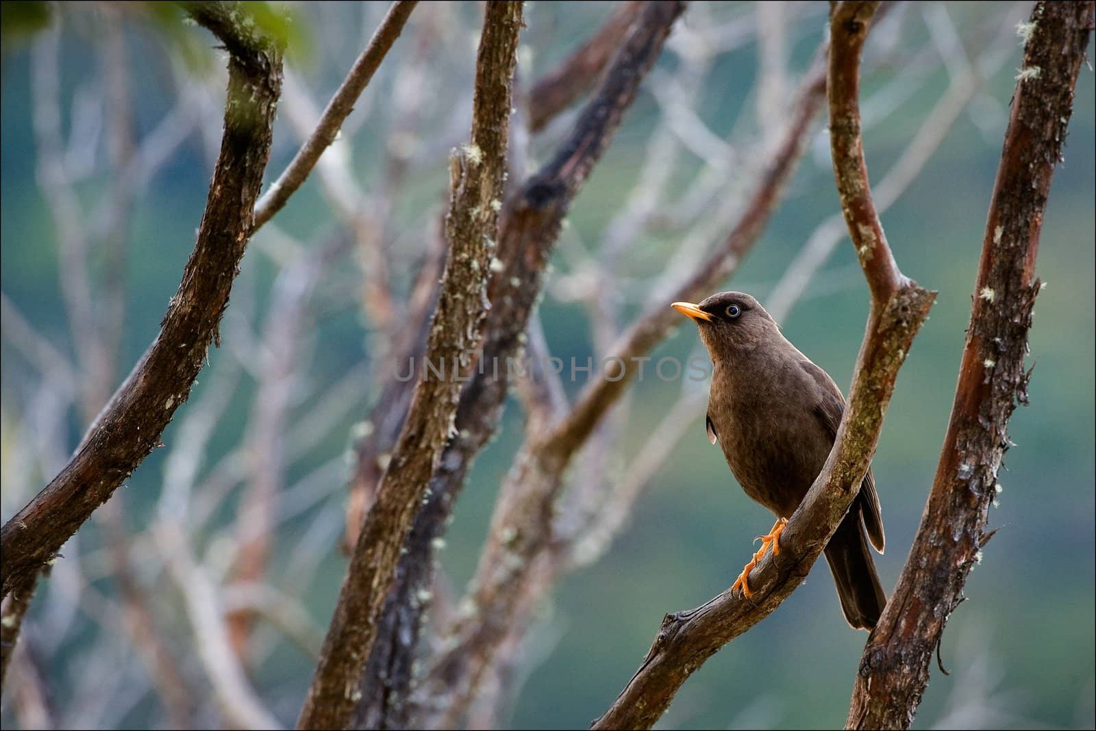 The Sooty Thrush (Turdus nigrescens) is a large thrush endemic to the highlands of Costa Rica and western Panama. It was formerly known as the Sooty Robin.  