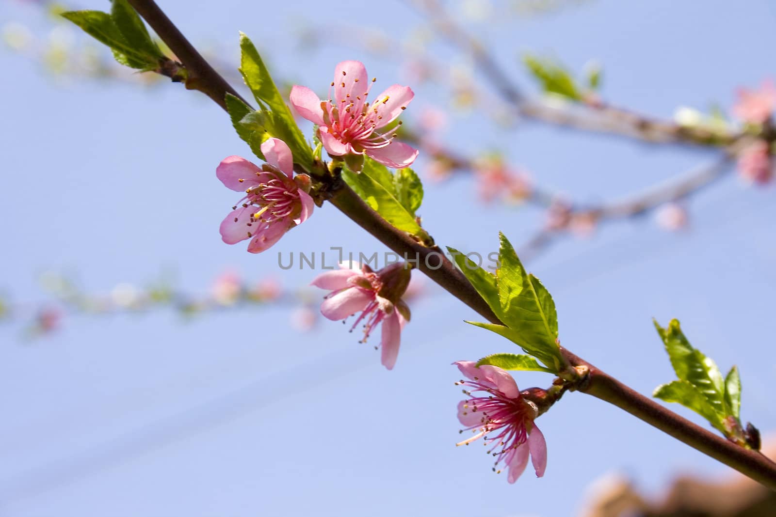 peach blossom