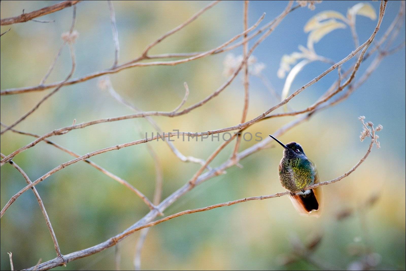 The hummingbird sits on a branch on a colourful background of color stains of foliage.