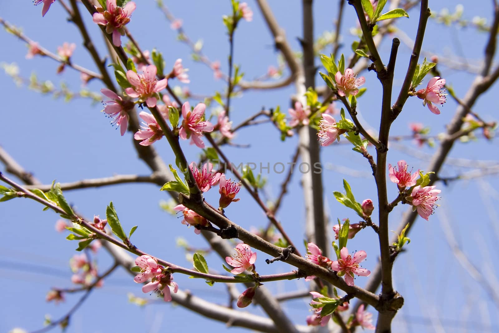 peach blossom