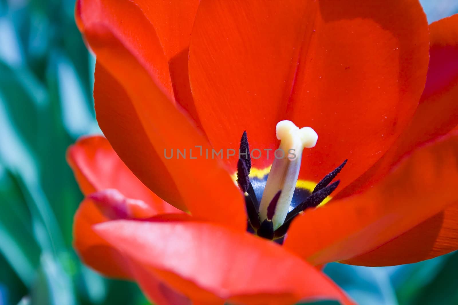 red tulip