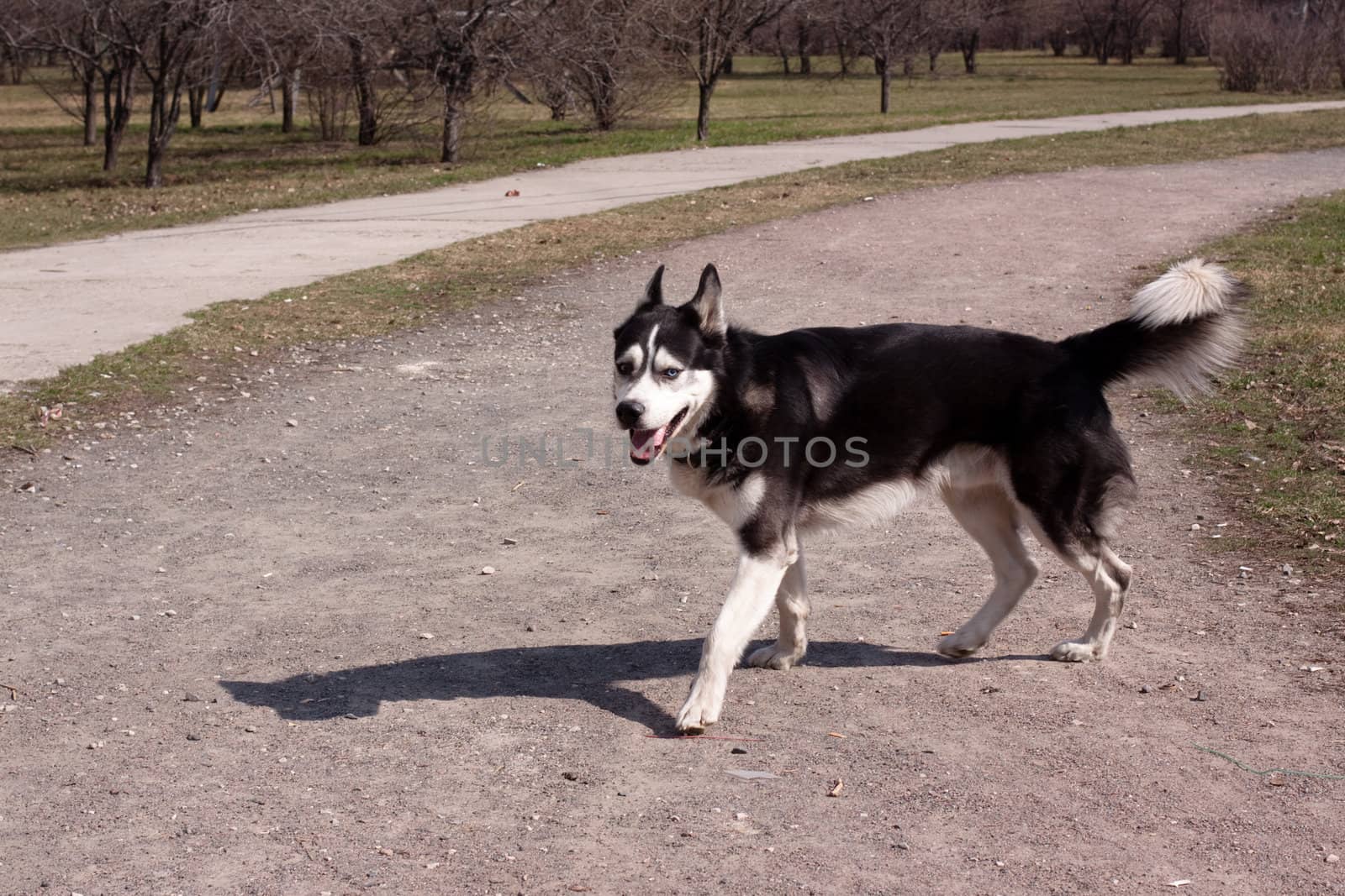 A walking black and white husky in the park
