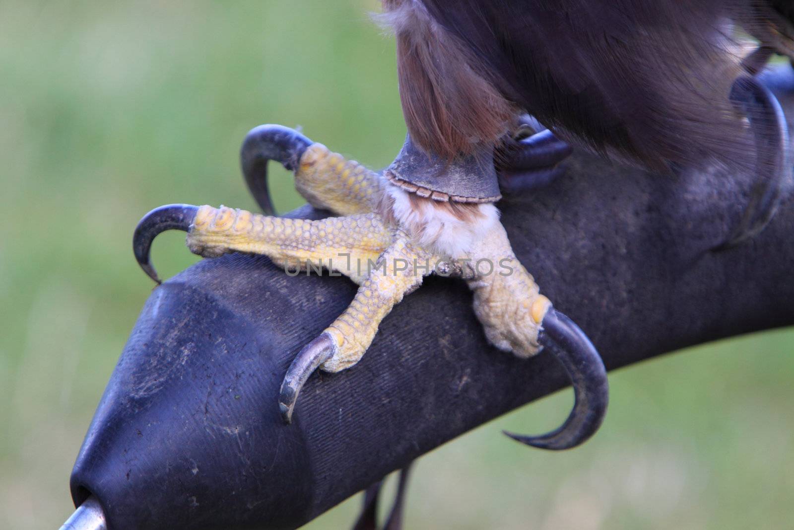 golden eagle claw