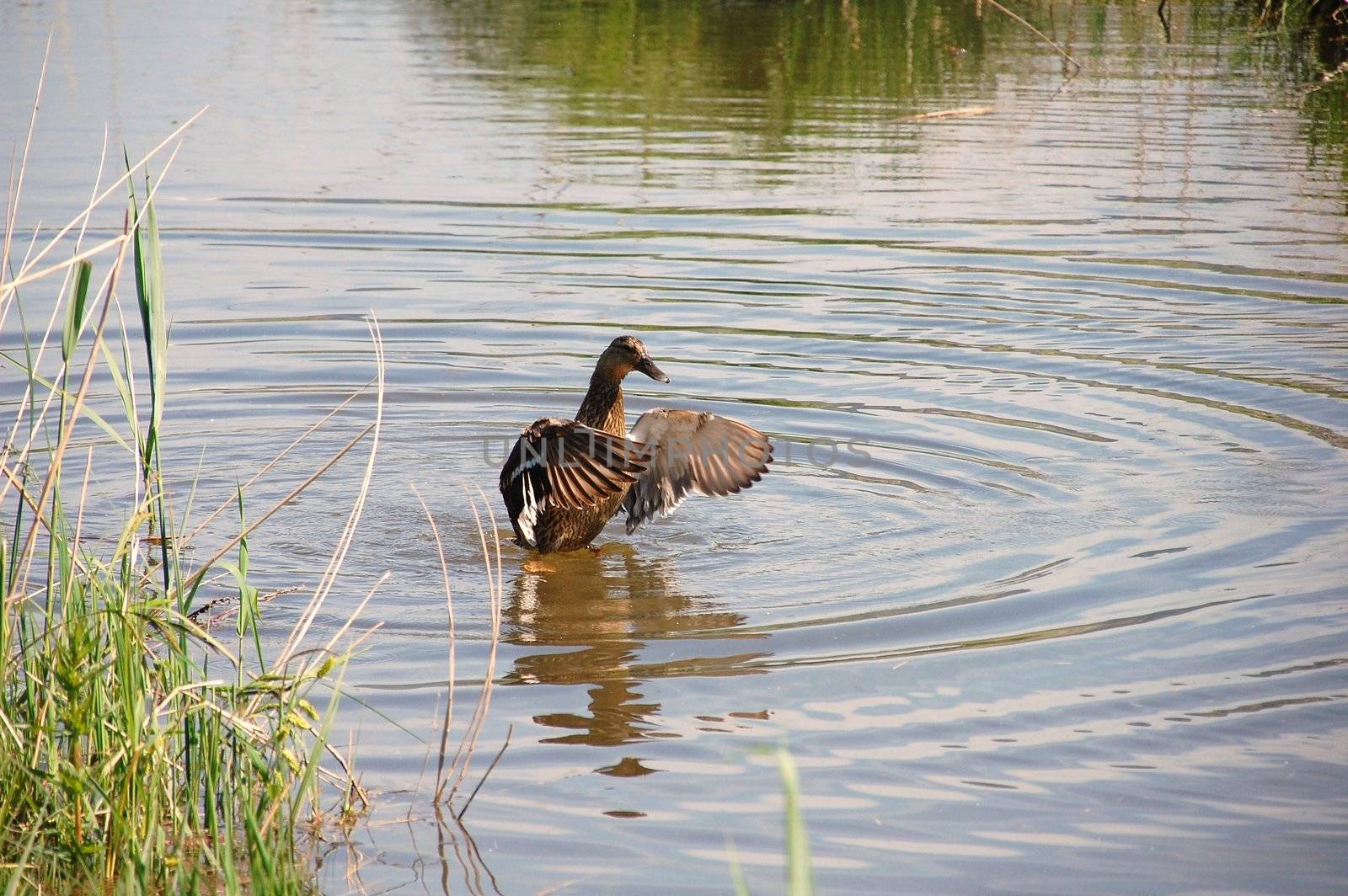 Duck in austrian Lake