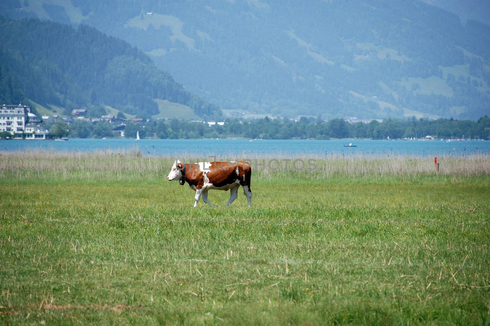 Cow in Zell am See in Austria in front of the lake