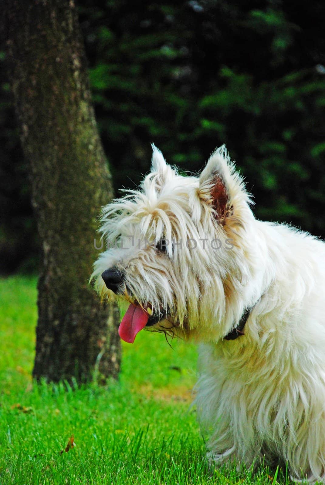 A little dog is wainting for something with interest, he is showing his tongue. in the background we can see a tree, in the nature.