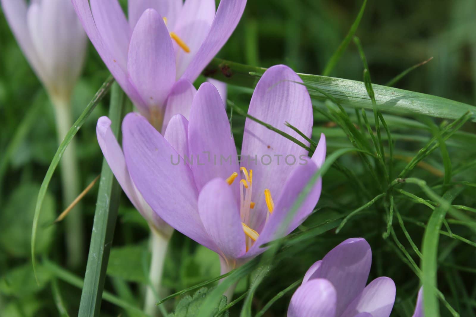 flowers purpule and grass