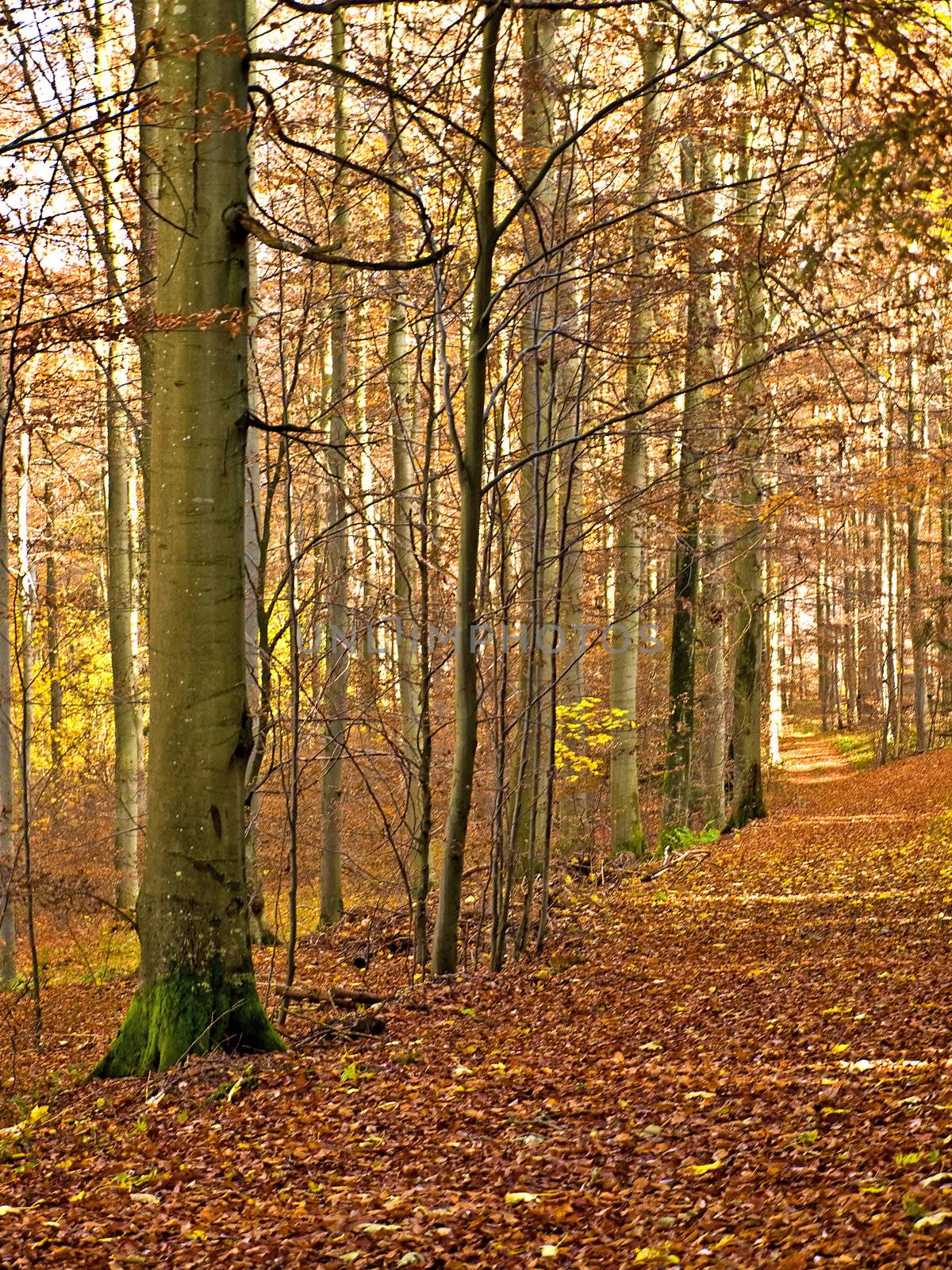 Forest in autumn