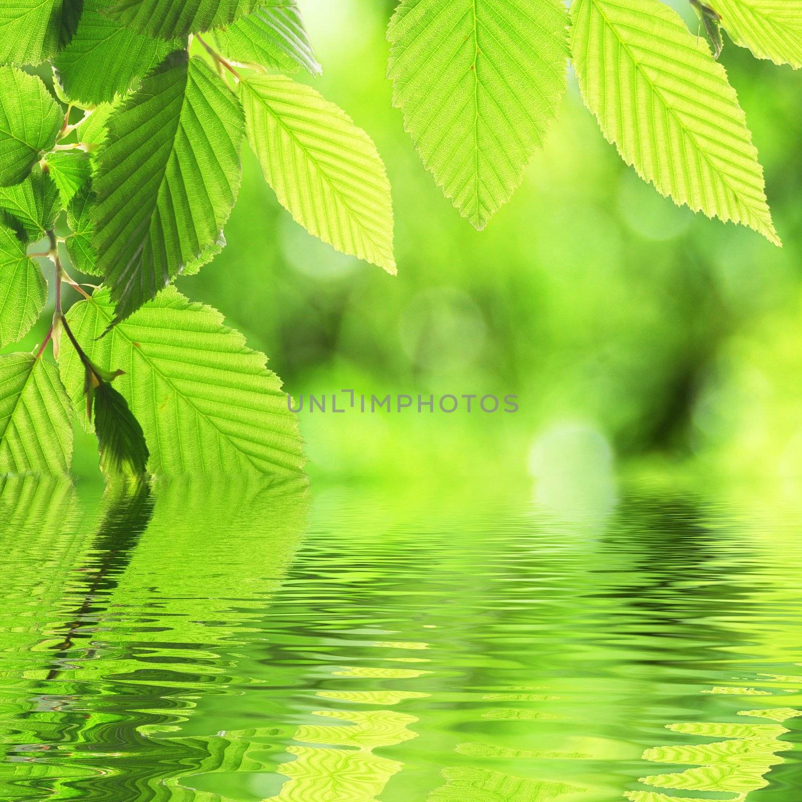 green leave and water surface with copyspace