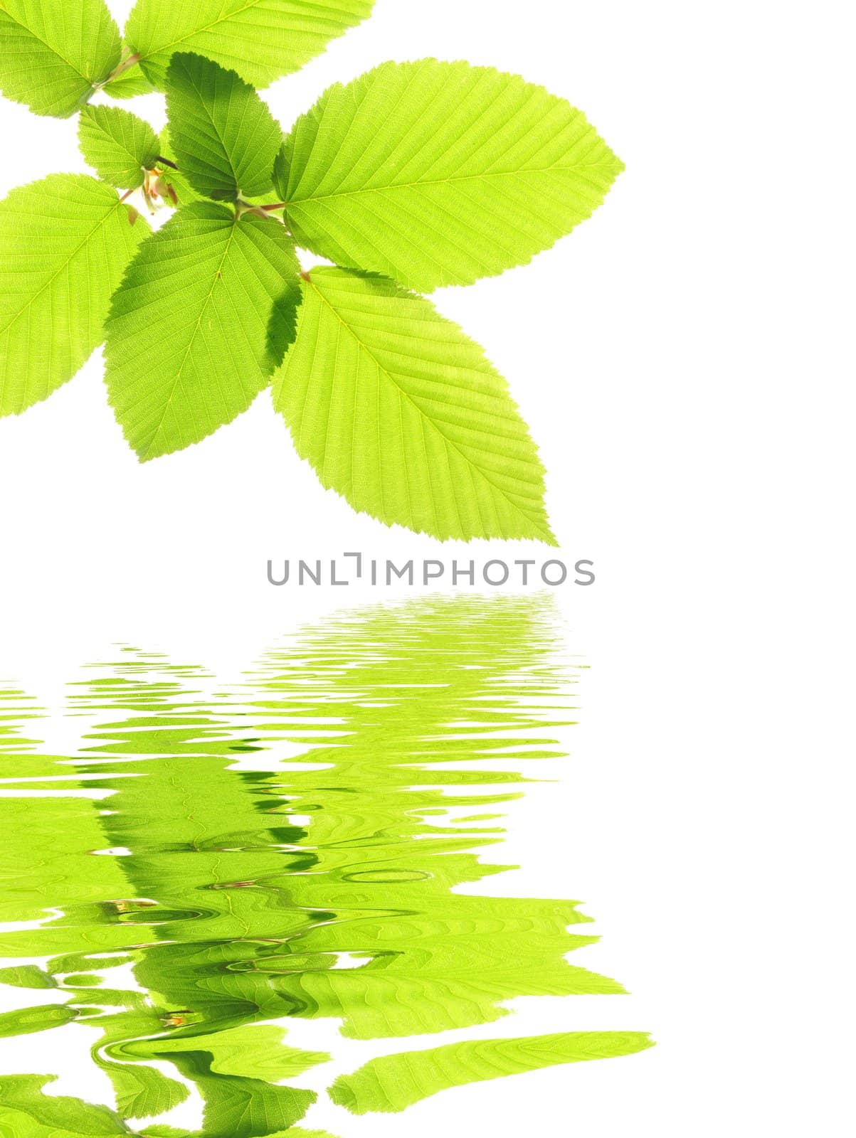 green summer leaves and water reflection with copyspace