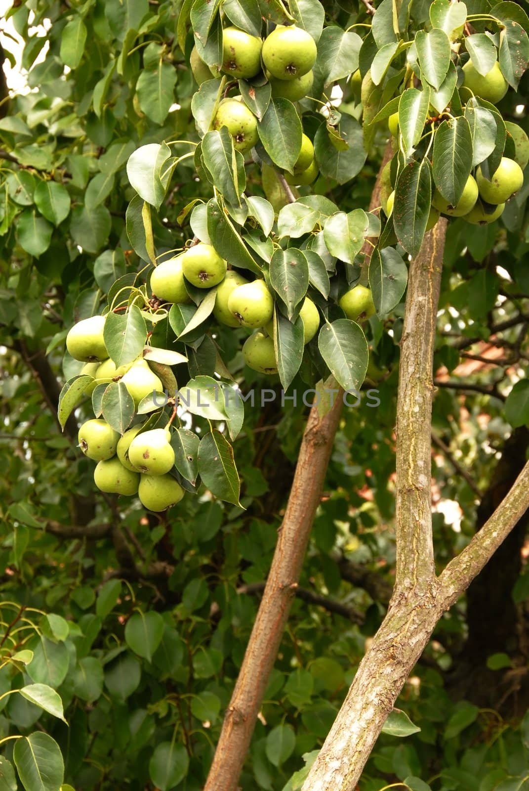 many green pears growing on tree closeup