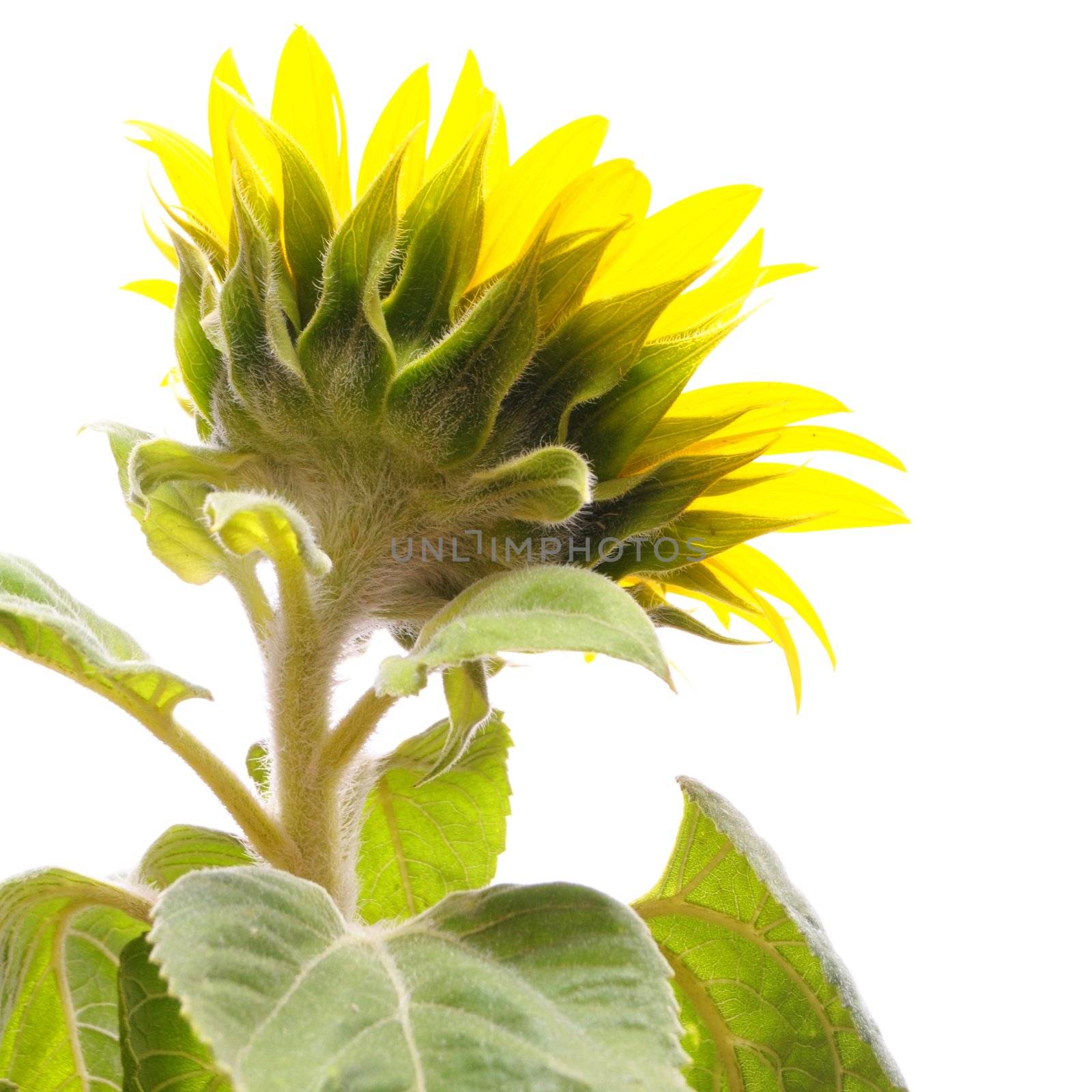 sunflower by gunnar3000