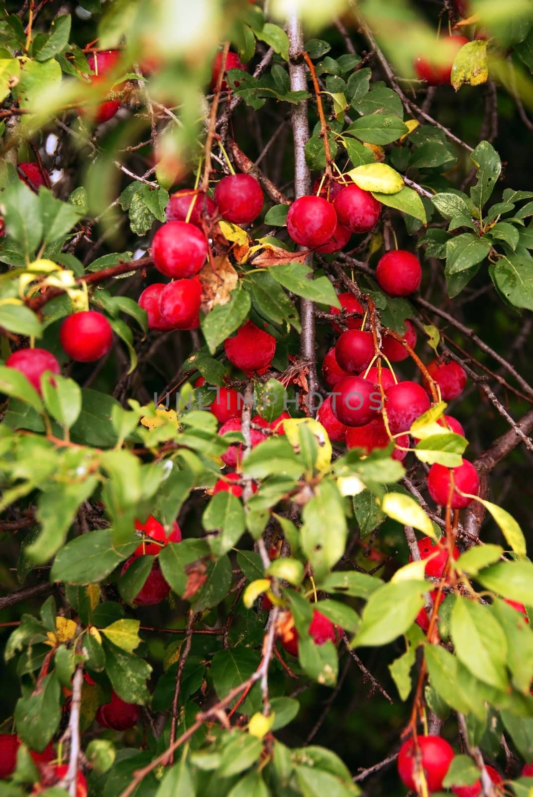 many red plums pears growing on tree closeup